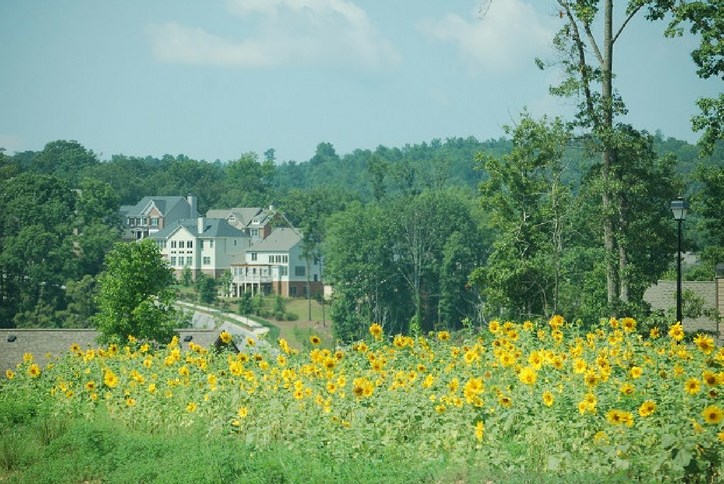 Wild flowers in Sterling on the Lake